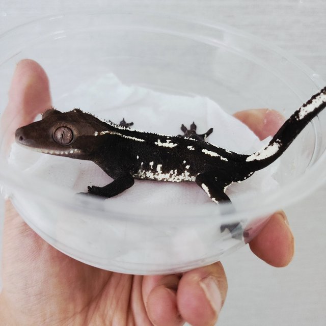 Axanthic White Spot White Crown White Porthole White Pin Black