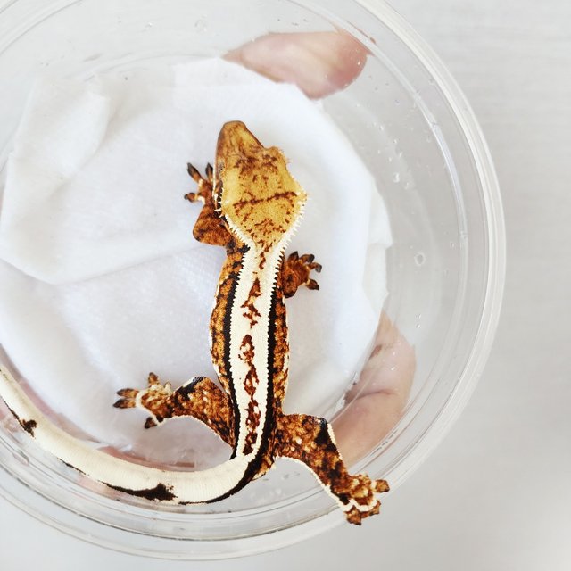 Tri Full Pinstripe White Crown White Spot White Pin Tangerine