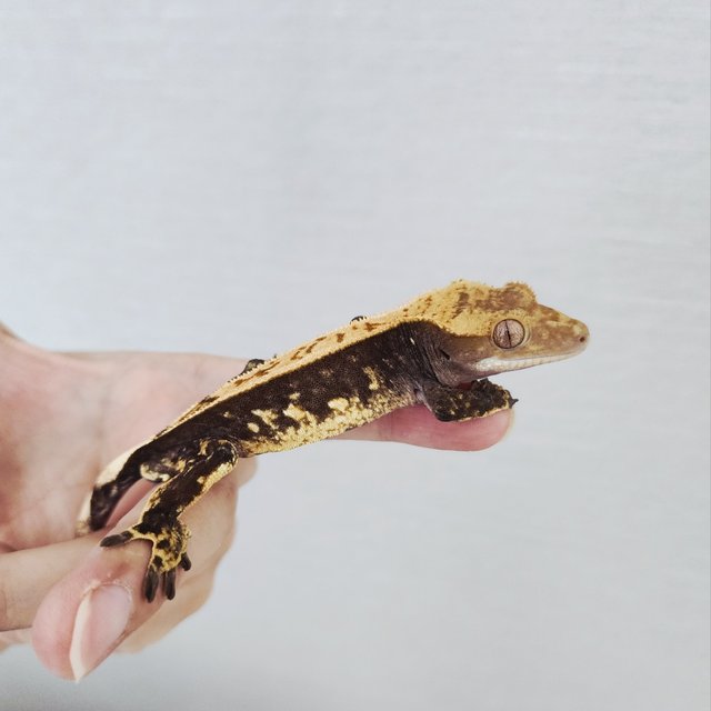 100%헷아잔틱 블랙 핀스트라이프 할리퀸