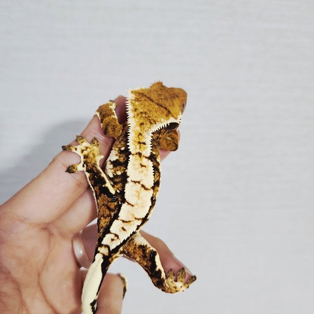 Tri Extreme Harlequin Harlequin White Crown White Pin