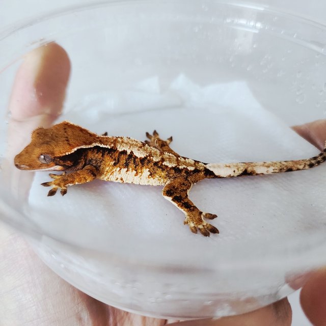 익스트림할리퀸 할리퀸 화이트핀 텐저린 화이트크라운 화이트스팟