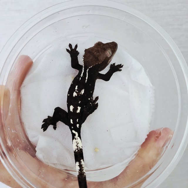 Axanthic White Spot White Crown White Pin Black