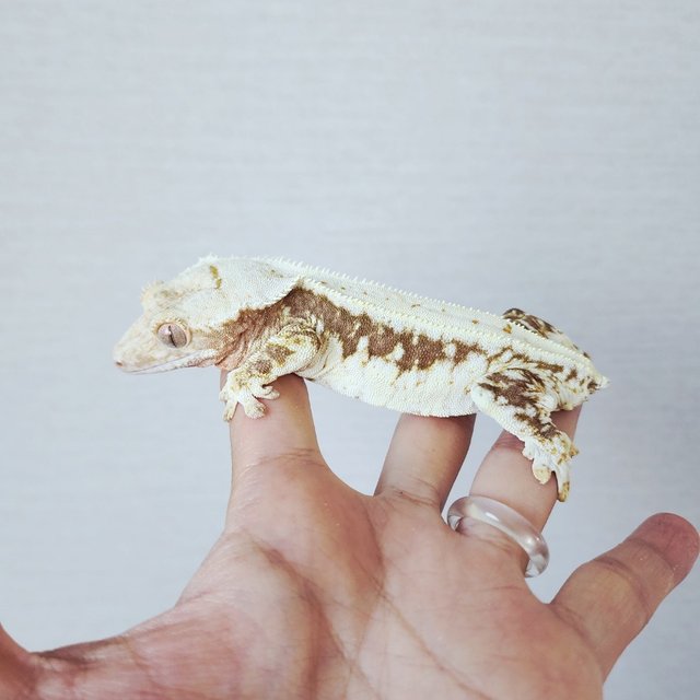Lilly 100% Het Axanthic