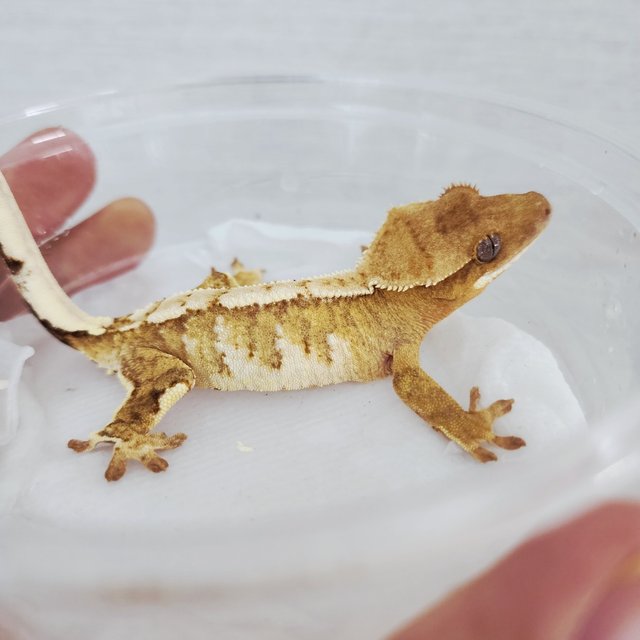 Yellow Creamsicle Cream