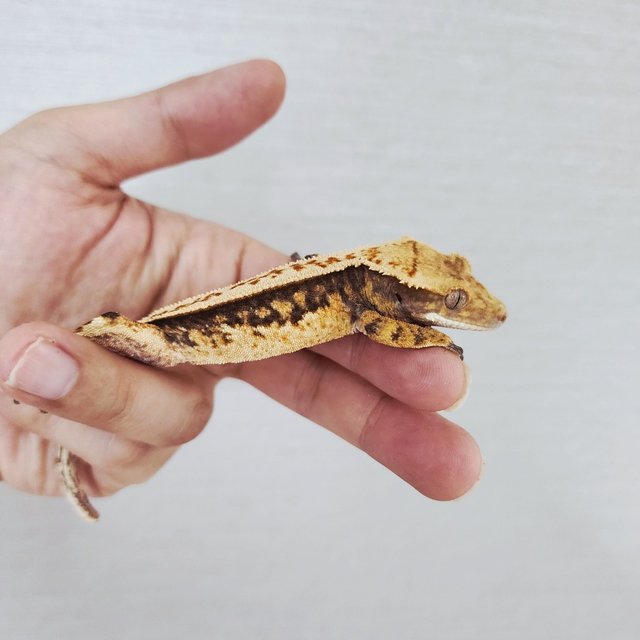100% Het Axanthic Tri Full Pinstripe Quad