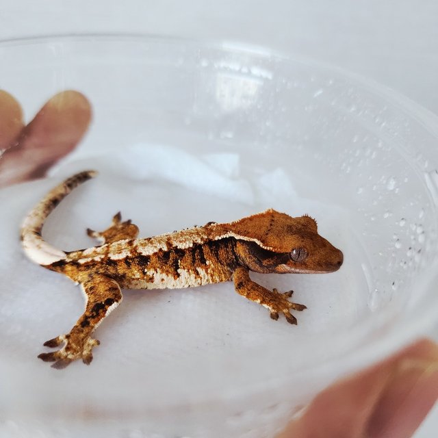 익스트림할리퀸 할리퀸 화이트핀 텐저린 화이트크라운 화이트스팟