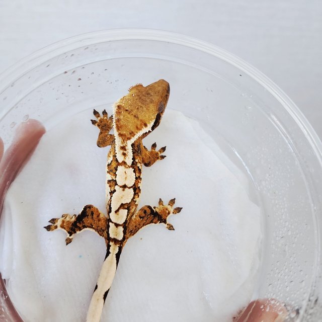 익스트림할리퀸 할리퀸 화이트크라운 화이트스팟 트라이