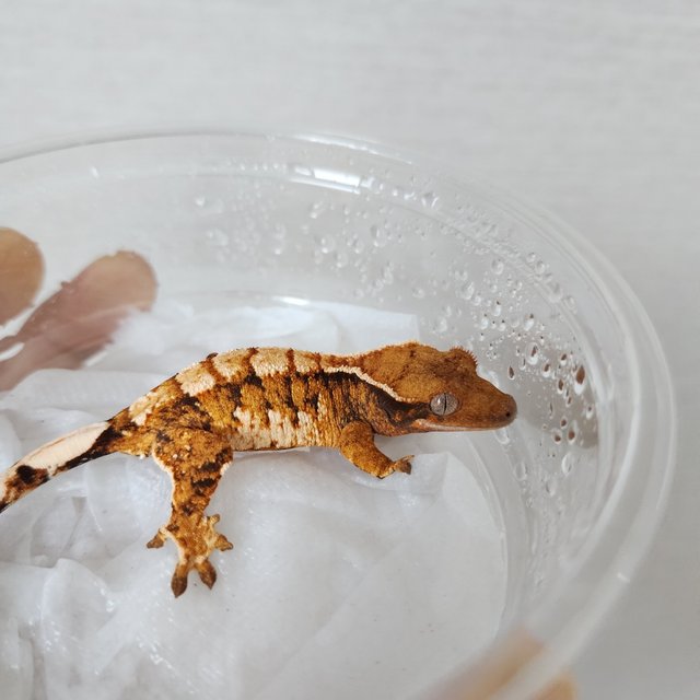 Tri Extreme Harlequin Harlequin White Crown Tangerine