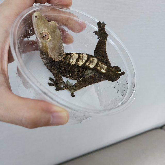 플레임 다크 블랙