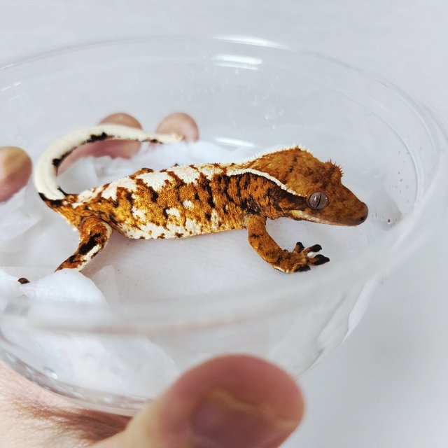 Tangerine Extreme Harlequin Tri White Crown Harlequin White Spot