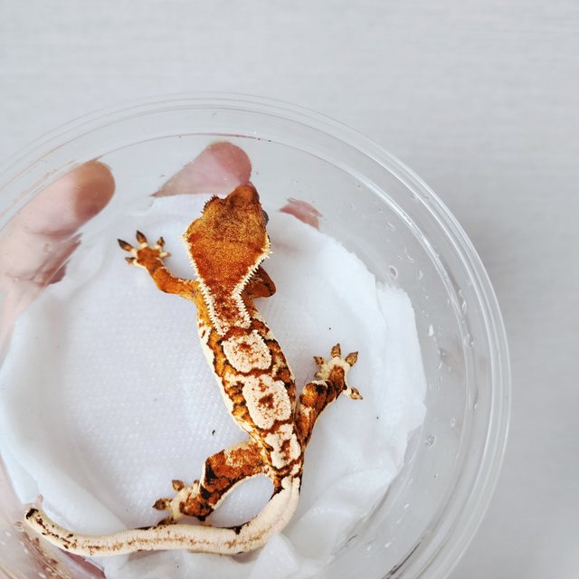 Extreme Harlequin Harlequin White Spot White Crown Tri Tangerine