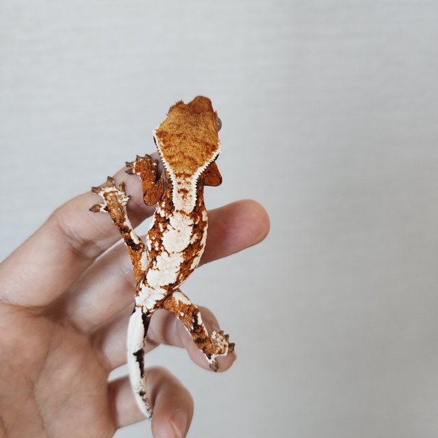 Tangerine White Spot White Crown Extreme Harlequin Tri Harlequin