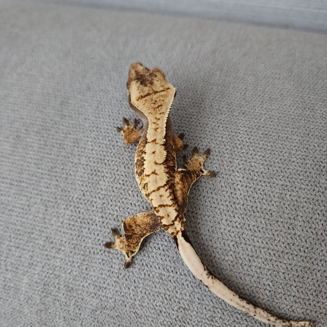 트라이 익스트림할리퀸