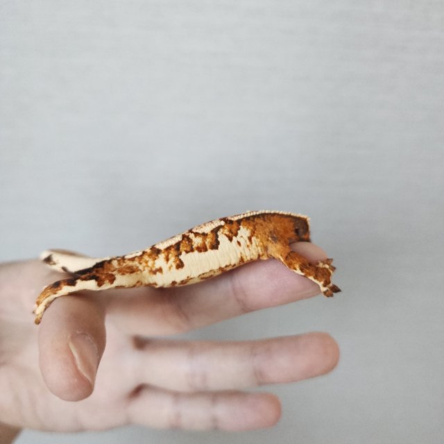 익스트림할리퀸 할리퀸 트라이 화이트크라운 화이트핀 텐저린