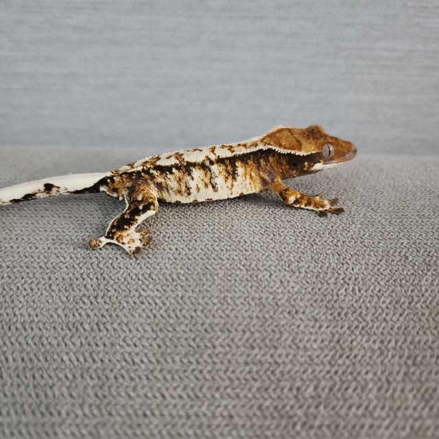 Tri Harlequin Extreme Harlequin White Spot