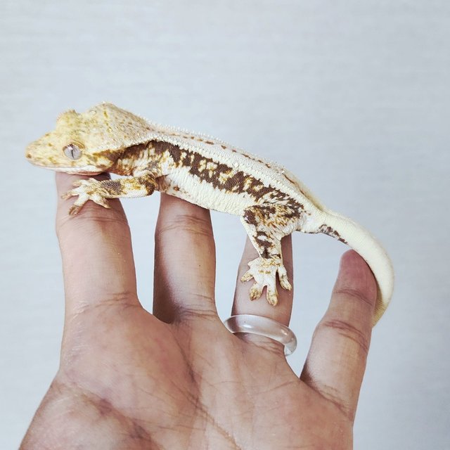 Lilly 100% Het Axanthic Tri Drippy Full Pinstripe Quad