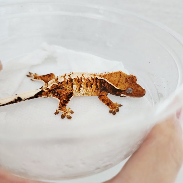 White Pin White Crown Extreme Harlequin Harlequin Tangerine White Spot