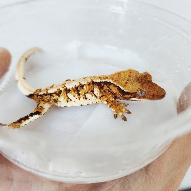 Extreme Harlequin Harlequin White Spot Tri