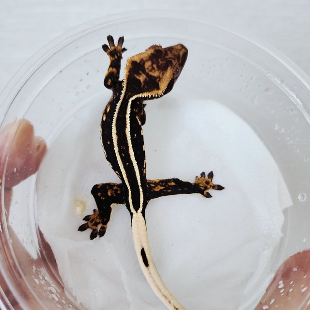 블랙 엠티백 풀핀