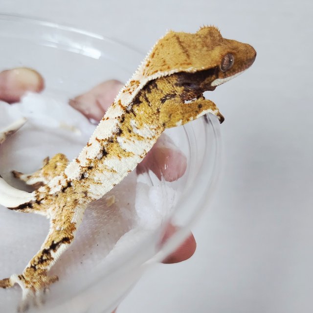 Tri Extreme Harlequin Harlequin White Spot White Crown