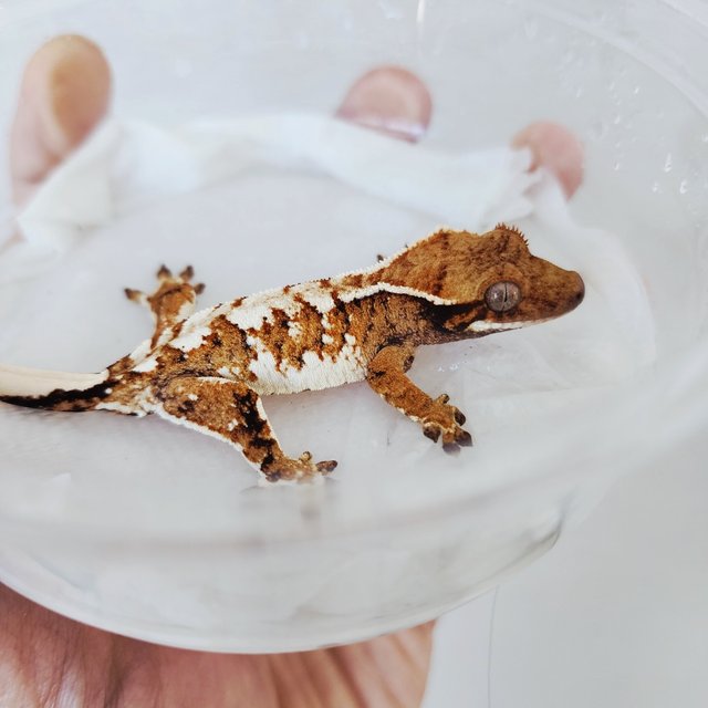 Tangerine Tri White Pin White White Spot Extreme Harlequin