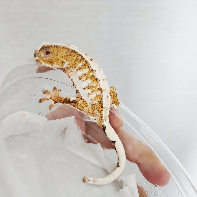 Tri Extreme Harlequin Harlequin White Crown White Spot White Porthole