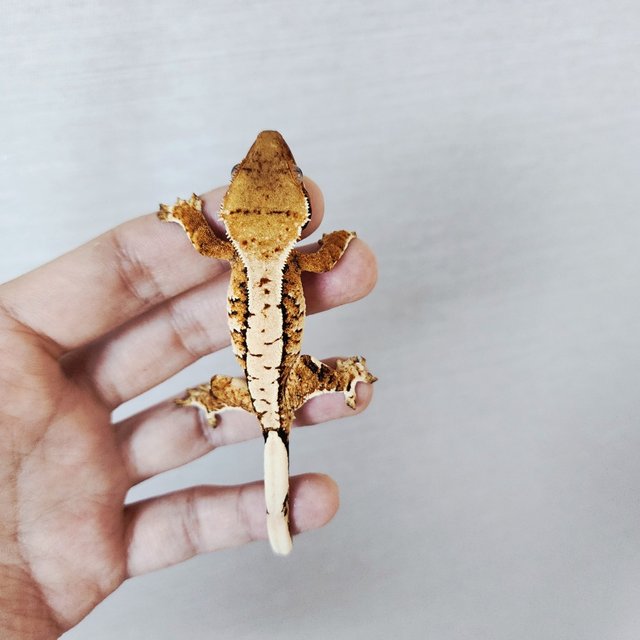 트라이 익스트림할리퀸 할리퀸 화이트크라운