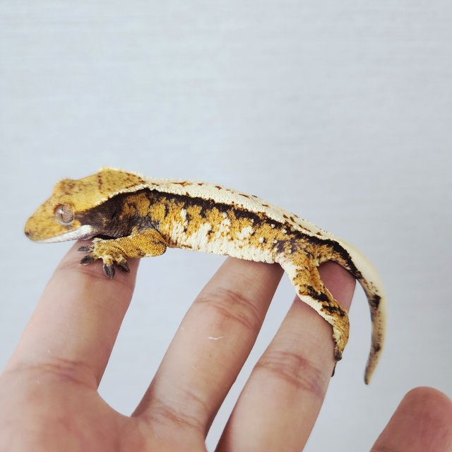 Tri Extreme Harlequin Harlequin White Pin