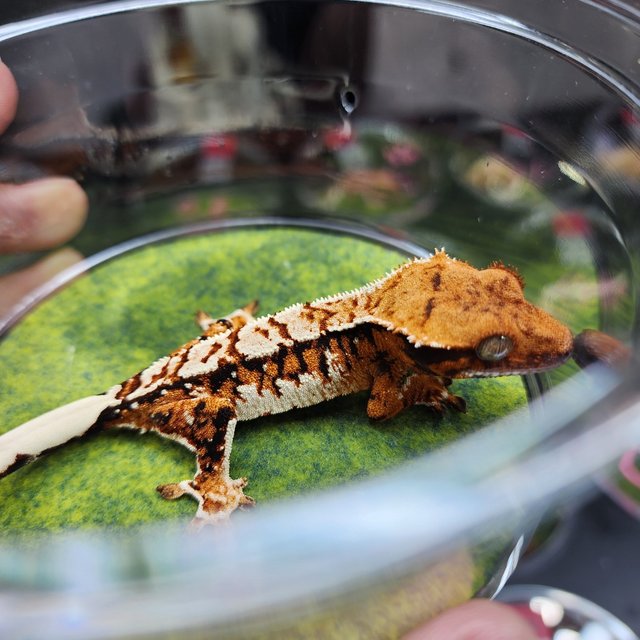 익스트림할리퀸 할리퀸 화이트크라운 화이트스팟 텐저린 트라이