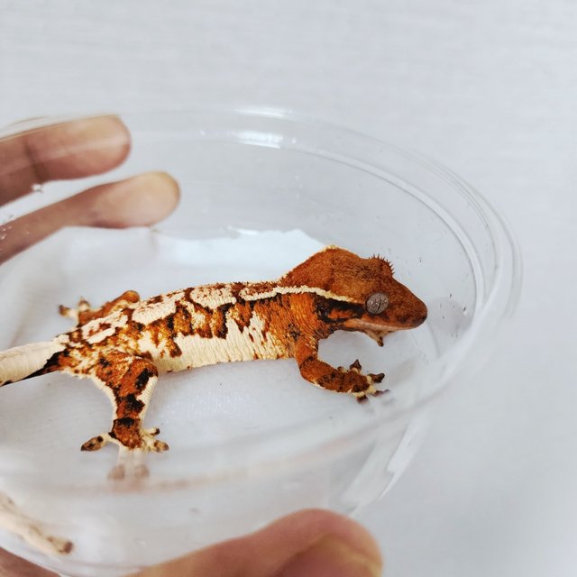 Extreme Harlequin Harlequin White Spot White Crown Tri Tangerine