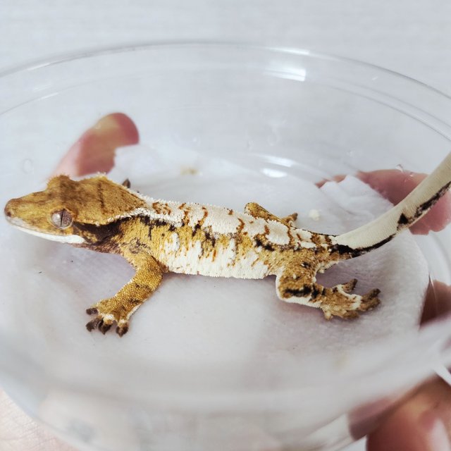 Tri Extreme Harlequin Harlequin White Spot White Crown