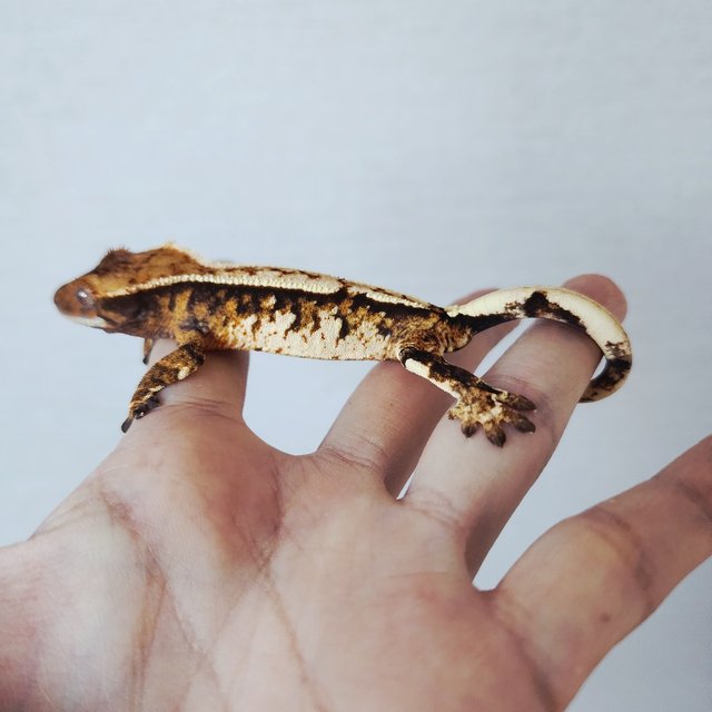 트라이 익스트림할리퀸 할리퀸 화이트크라운