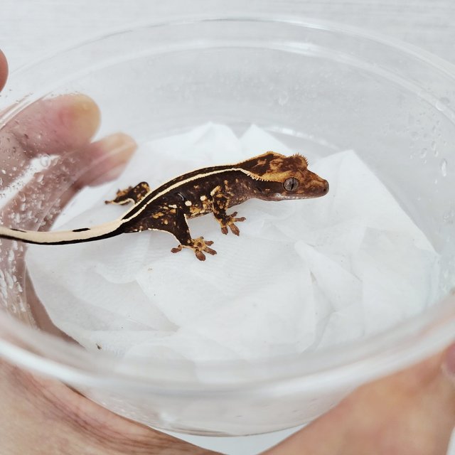 Empty Back Full Pinstripe Black