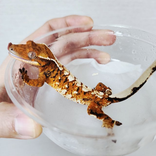 Tangerine Extreme Harlequin Tri White Crown Harlequin White Spot