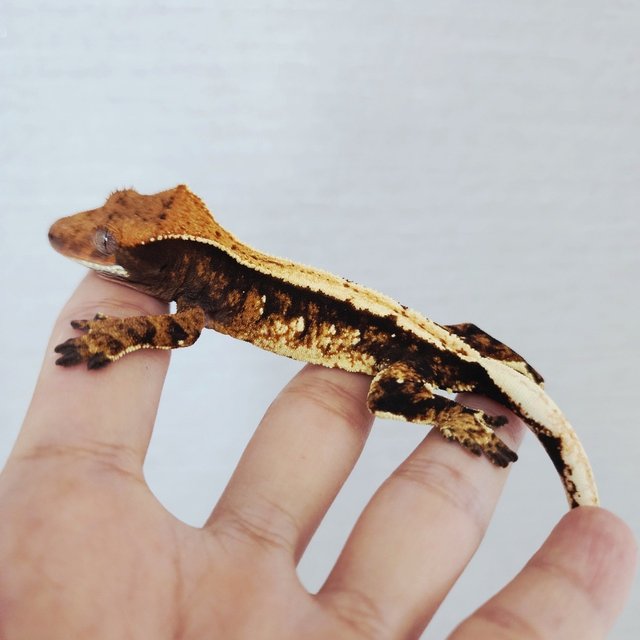 100% Het Axanthic Harlequin Extreme Harlequin Tri Black Solid Back