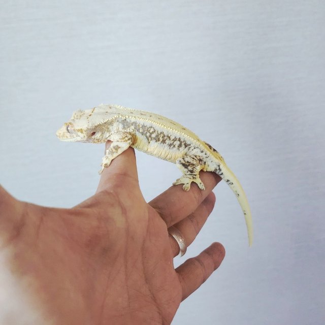 Lilly White Tri Drippy White Spot White Pin
