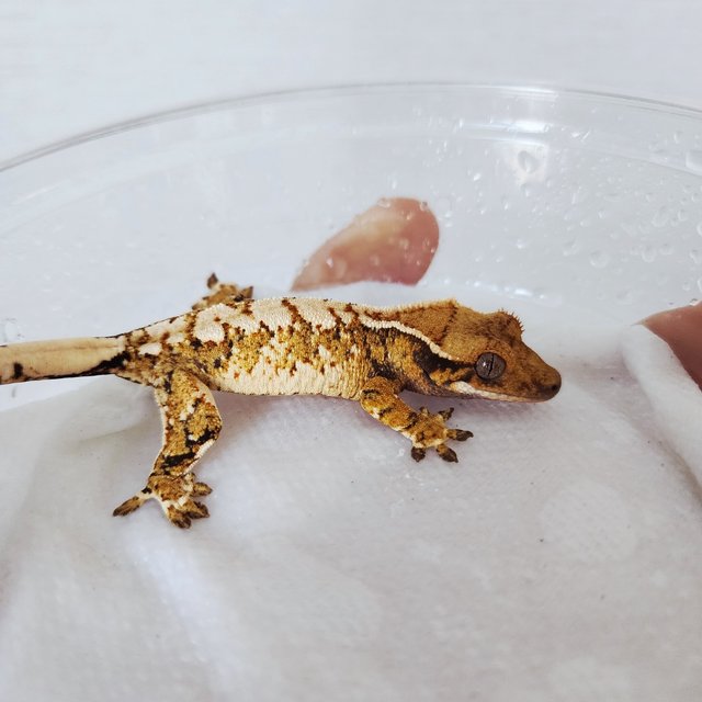 White Crown White Pin Tri Harlequin Extreme Harlequin