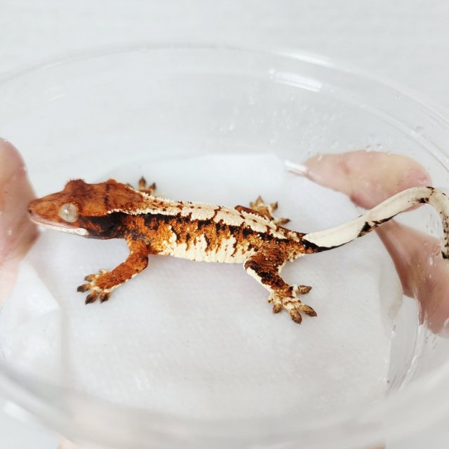 Tri Extreme Harlequin Harlequin White Crown Tangerine