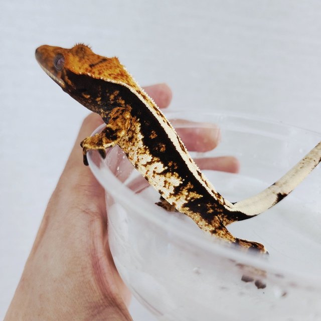 Tri Quad Pinstripe White Pin Black 100% Het Axanthic