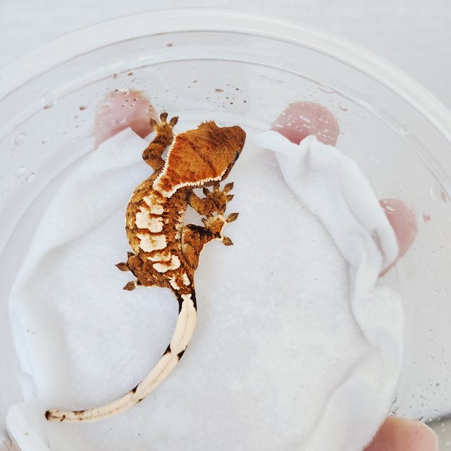 트라이 익스트림할리퀸 할리퀸 화이트크라운 텐저린