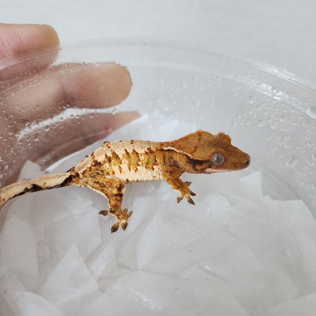 Tri Extreme Harlequin Harlequin Tangerine White Spot White Crown