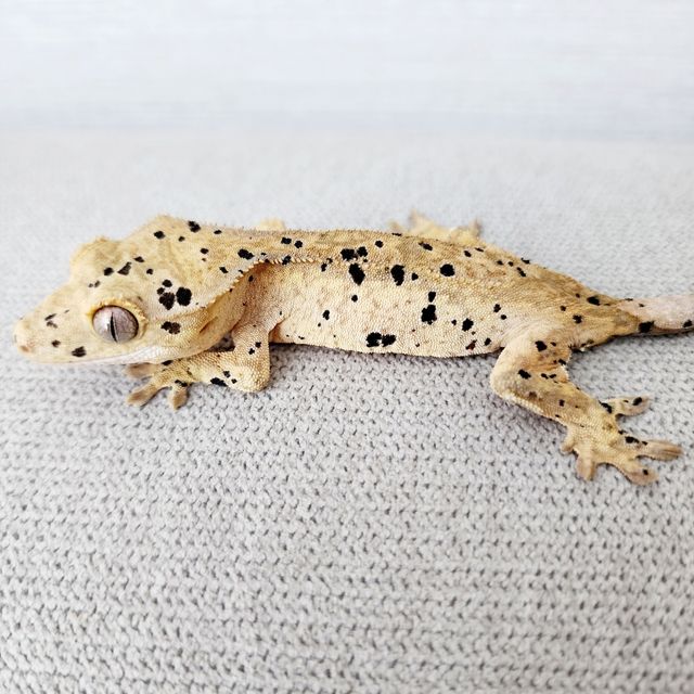 Super Dalmatian