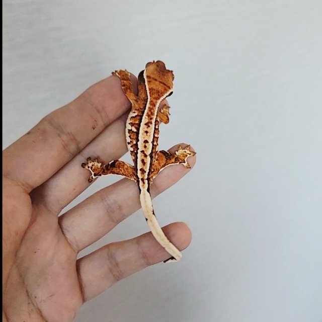 트라이 화이트핀 핀스트라이프 화이트스팟 텐저린