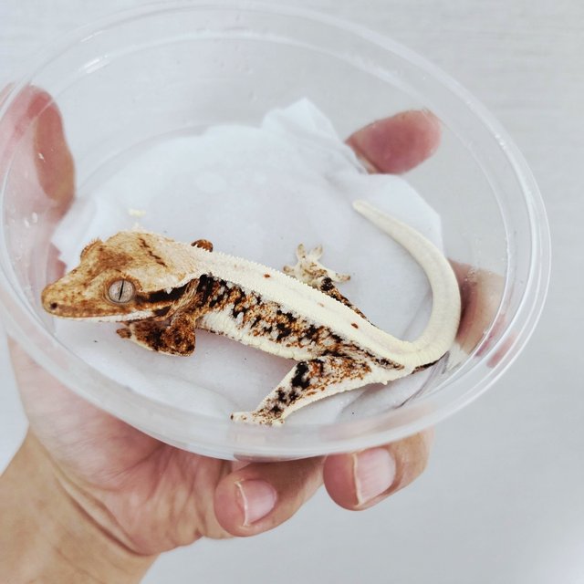 Lilly 100% Het Axanthic Tri Full Pinstripe Harlequin White Pin