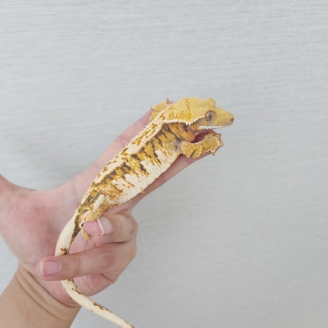 트라이 익스트림할리퀸