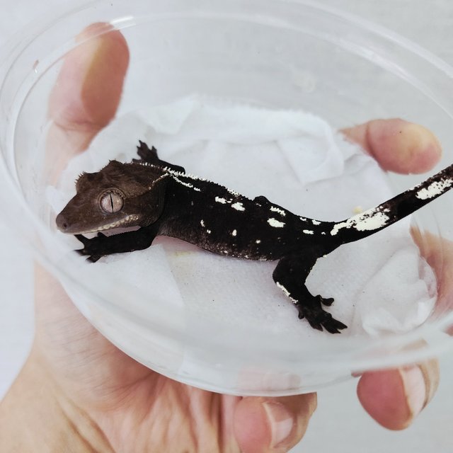 Axanthic White Spot White Crown White Pin Black