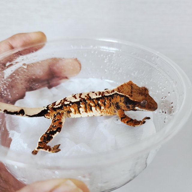 White Spot Extreme Harlequin White Crown Tangerine Harlequin