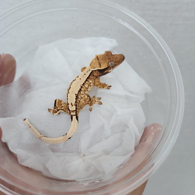 화이트스팟 화이트포트홀 화이트핀 트라이