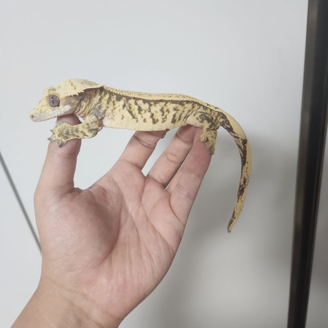 핀스트라이프 익스트림할리퀸 트라이