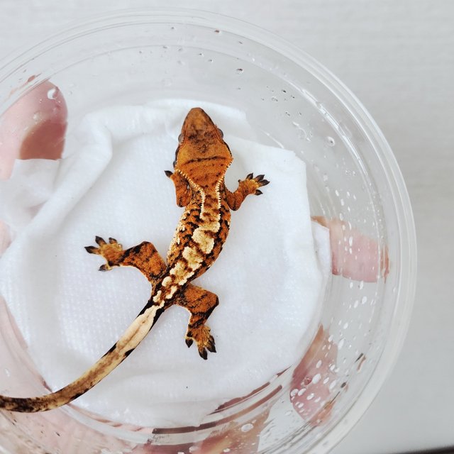 White Spot Tangerine Extreme Harlequin White Crown Tri Harlequin